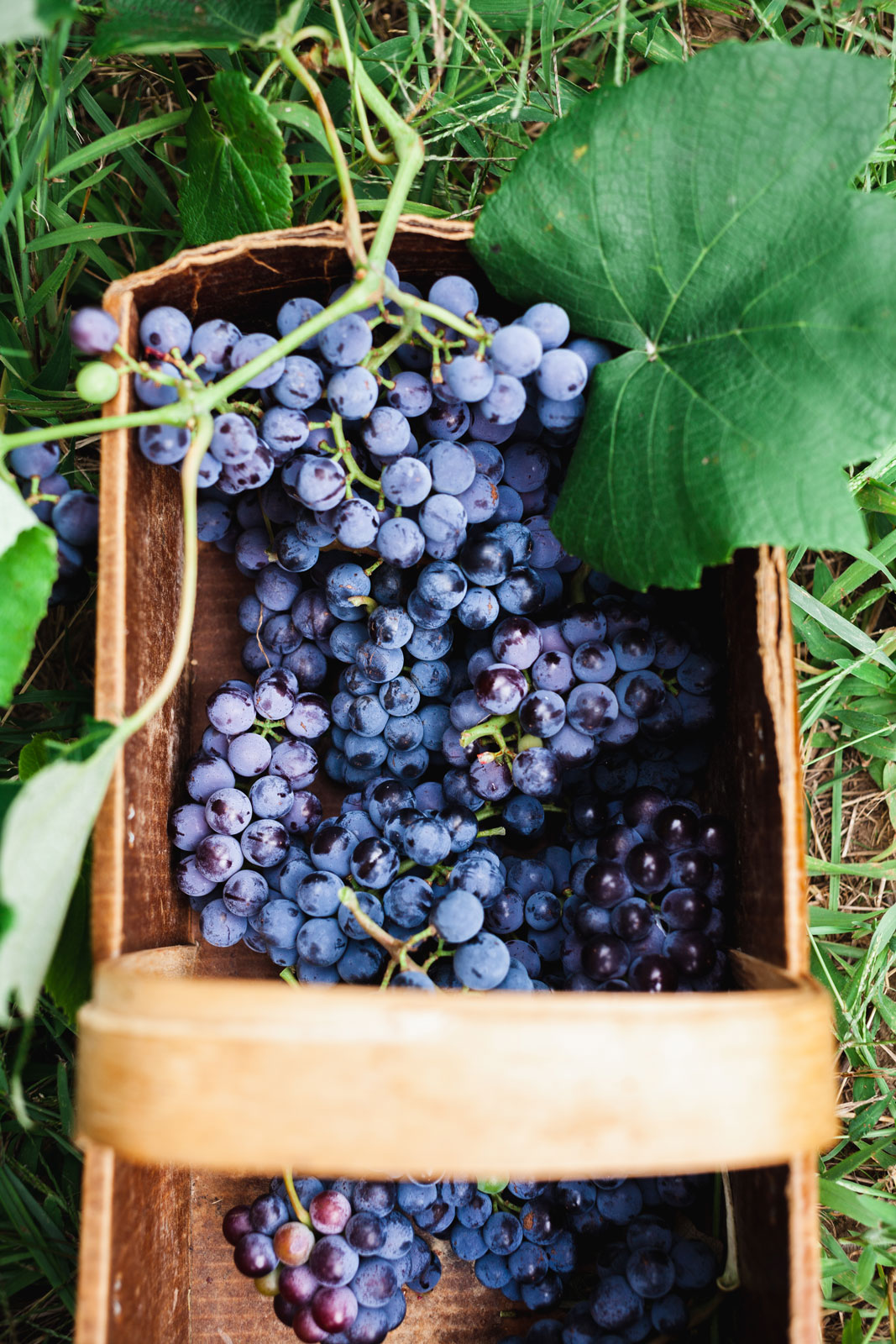 Roasted Grape Snack Cake