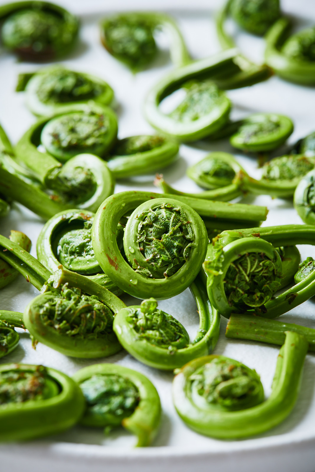 Fiddleheads raw